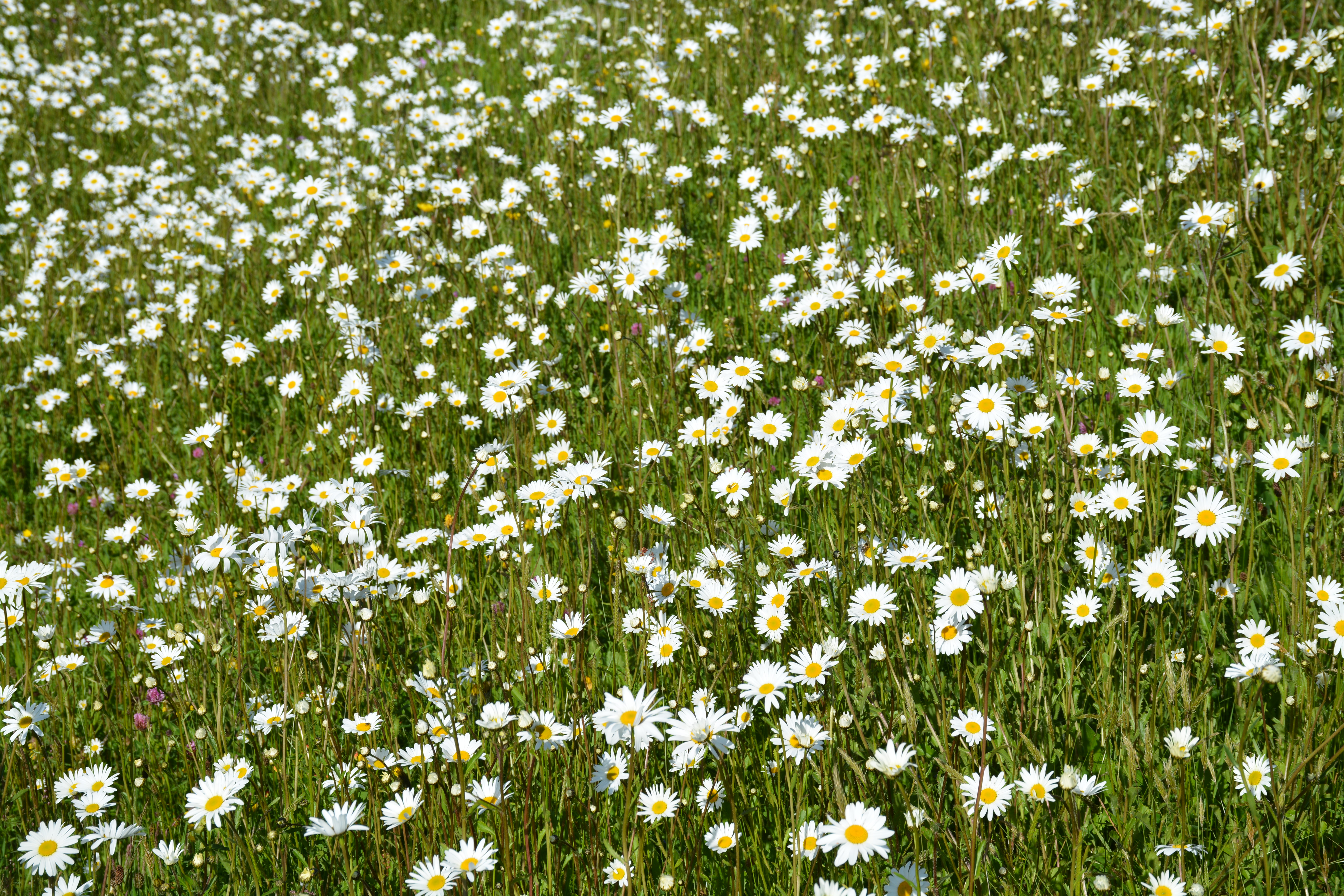 The Wildflower Garden
