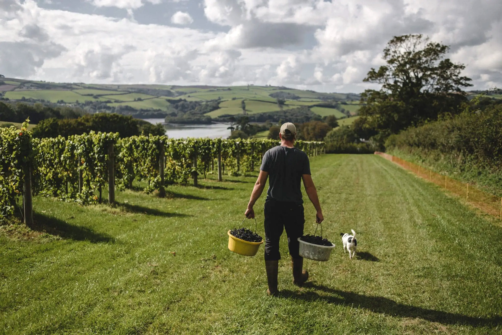 Sandridge Barton Vineyard