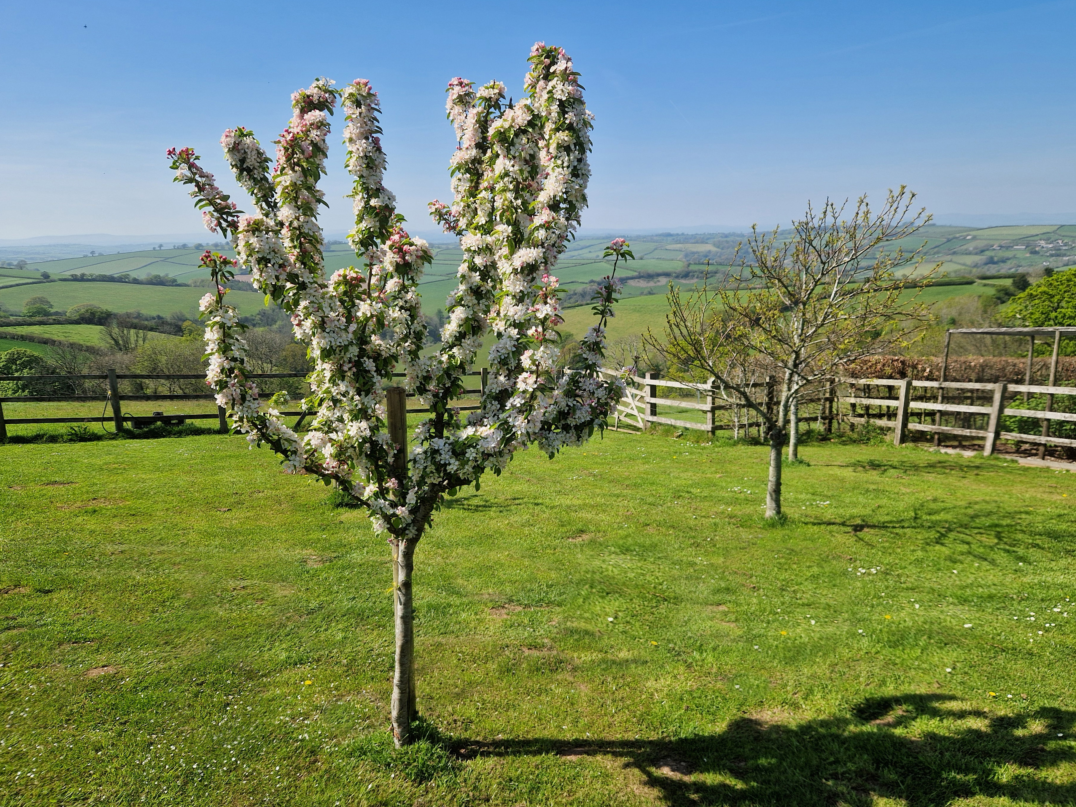 Crab Apple in Blossom